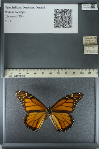 Media type: image;   Entomology 181545